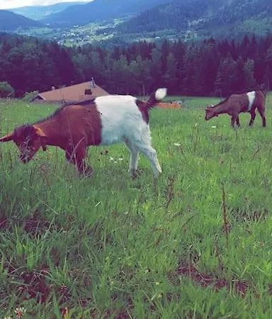 Gite En Pleine Nature Le Tholy